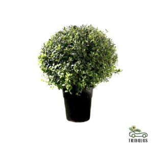 Clerodendrum inerme Ball Shape