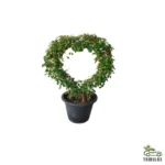 Ehretia microphylla - Heart Shape