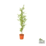 Ziziphus spina-christi (سدر)