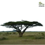 Acacia tortilis (سمر)