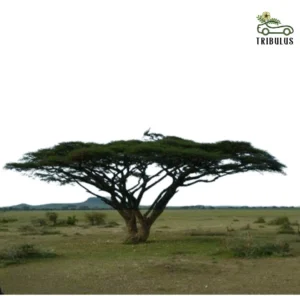 Acacia tortilis (سمر)