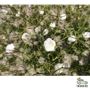 Convolvulus virgatus