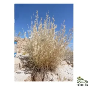 Cymbopogon commutatus (صخبر) - Image 3