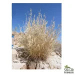 Cymbopogon commutatus (صخبر)