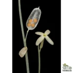 Euhorpbia larica (عرنج)