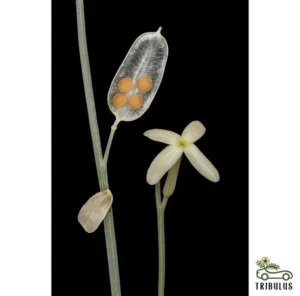 Euhorpbia larica (عرنج)