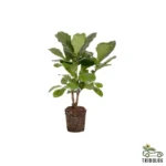 Ficus carica (تين)