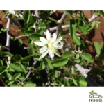 Grewia erythraea ( tenax)