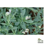 Heliotropium curassavicum (خشافة)