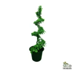 spiral shape plant