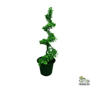 spiral shape plant