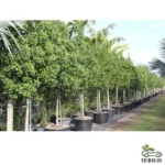 Conocarpus lancifolious