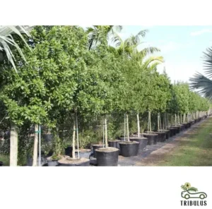 Conocarpus lancifolious