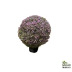 Leucophyllum frutescens (Ball Shape)