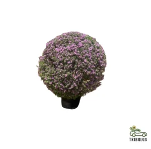 Leucophyllum frutescens (Ball Shape)