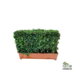 hedge shape plant