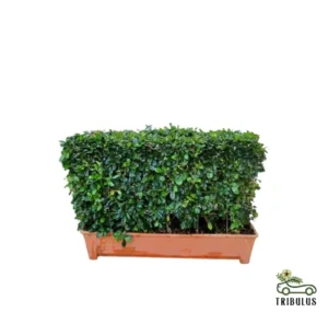 hedge shape plant