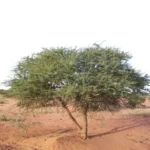 Acacia Ehrenbergiana (سلم)