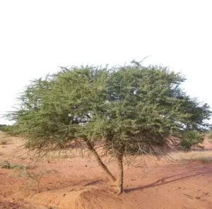 Acacia Ehrenbergiana (سلم)