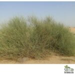 Leptadenia pyrotechnica (مرخ)