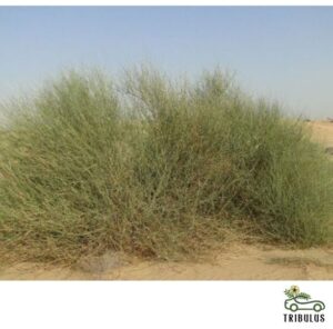 Leptadenia pyrotechnica (مرخ)