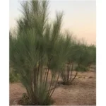 Moringa peregrina (شو ع)