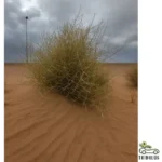 Panicum turgidum (تمام)