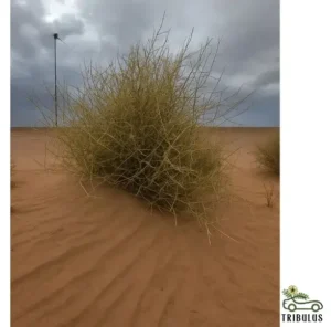 Panicum turgidum (تمام)