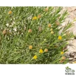 Pulicaria glutinosa (مهتدي )