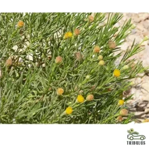 Pulicaria glutinosa (مهتدي )