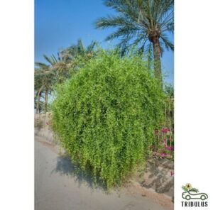 Salvadora persica (-راك)