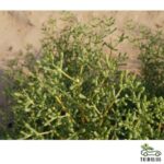 Zygophyllum mandavillea