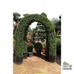 Ehretia microphylla	Topiary Gate