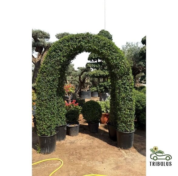 Ehretia microphylla	Topiary Gate