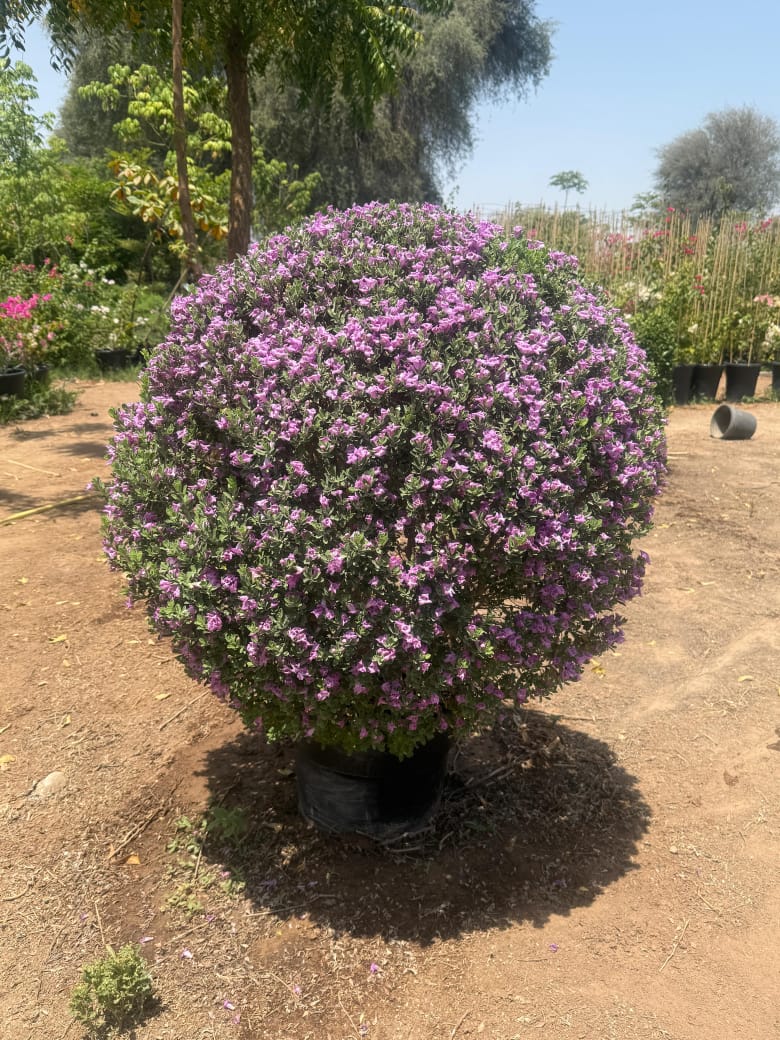 Leucophyllum frutescens (Ball Shape)