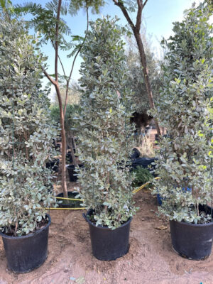 Silver Damas (Cone/Bulb Shape) - Image 3