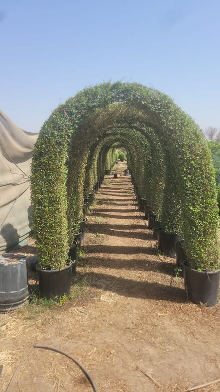 Ehretia microphylla	Topiary Gate