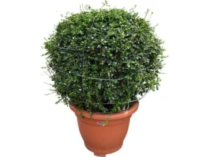 Ehretia microphylla (Ball Shape) - Image 2