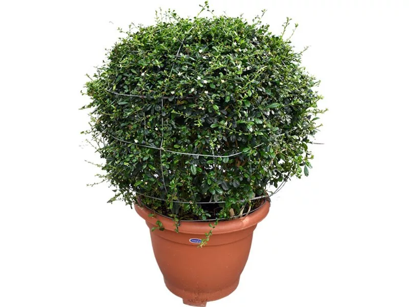 Ehretia microphylla (Ball Shape)