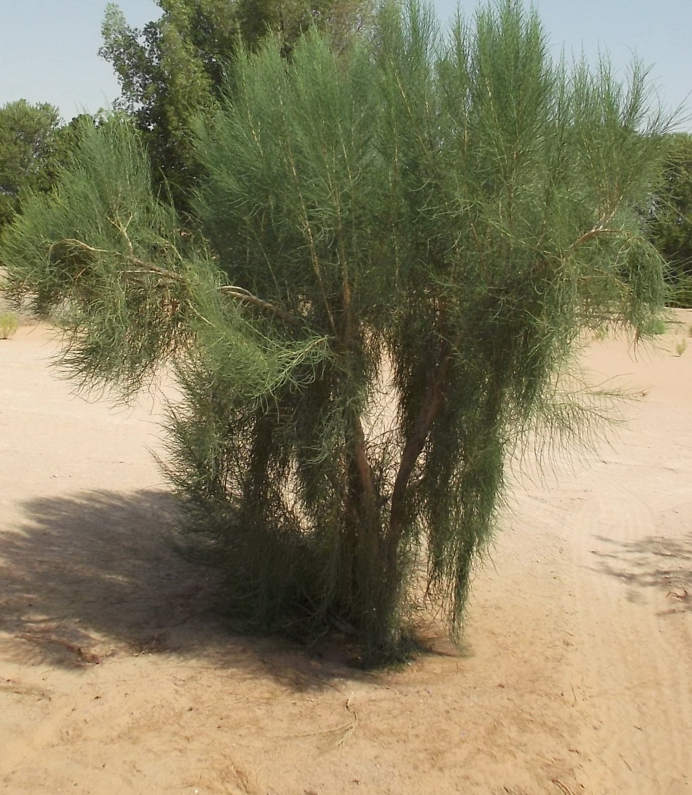 Haloxylon persicum (غضا)