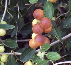 Ziziphus spina-christi (سدر)