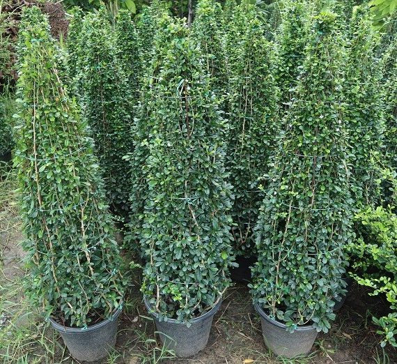Ehretia microphylla	(Cone Shape)