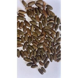 Parkinsonia Aculeata seeds 100g - Image 2