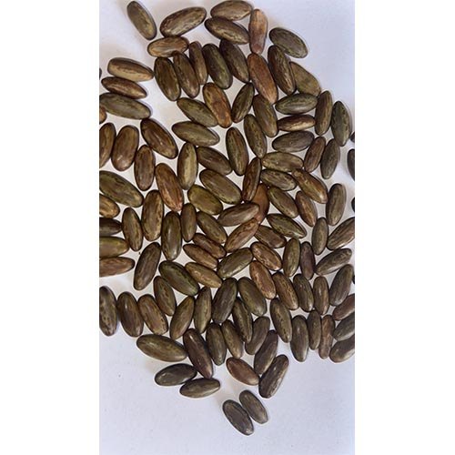 Parkinsonia Aculeata seeds 100g