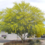 Parkinsonia Aculeata seeds 100g