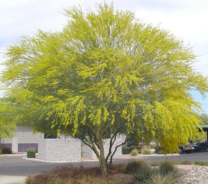 Parkinsonia Aculeata seeds 100g