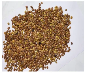 Prosopis Cineraria Seed 100g - Image 2