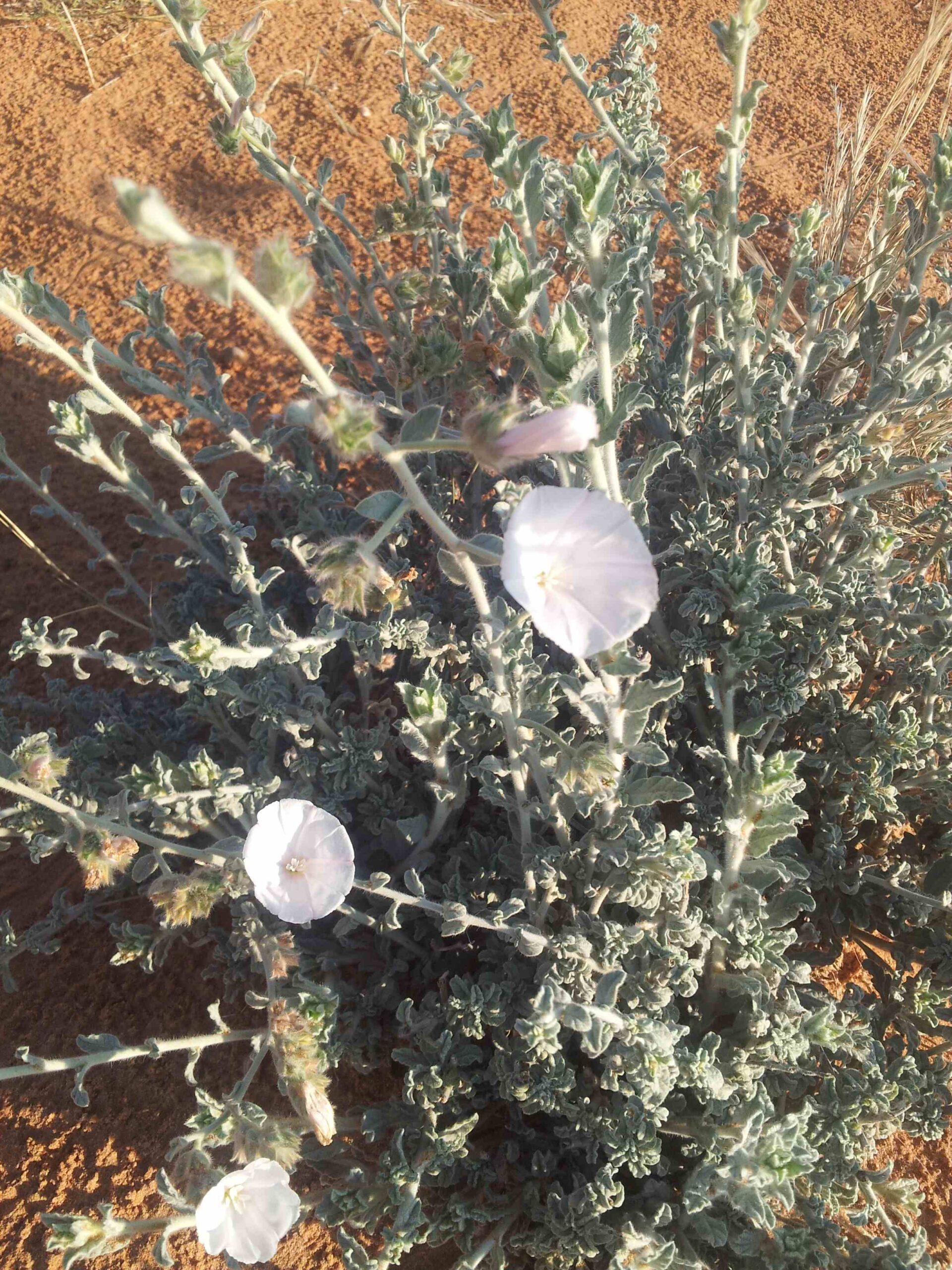 Convolvulus Acanthocladus