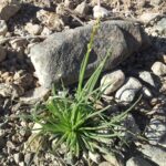 Asphodelus Tenuifolius