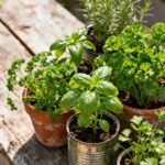 Herbs